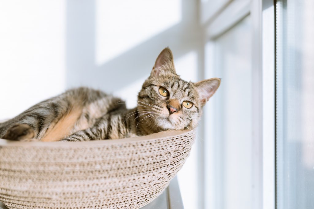 Comment savoir si mon chat est croisé ?