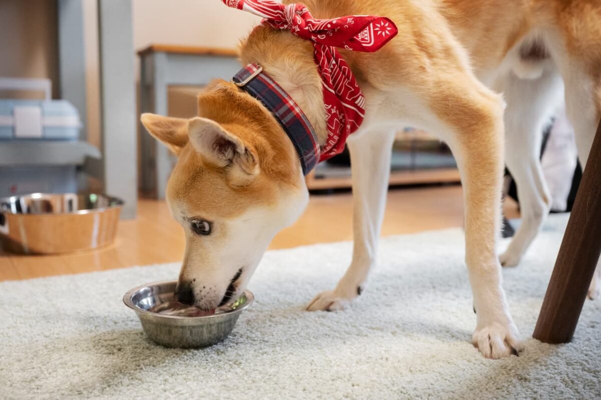 quelle croquette pour chien