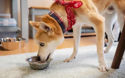 quelle croquette pour chien