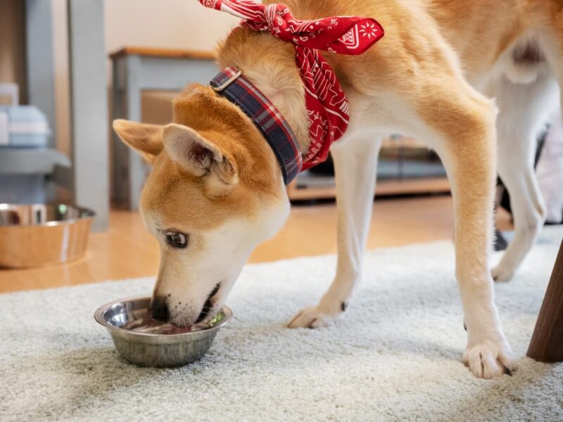 quelle croquette pour chien